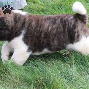 Cody, Akita Puppy